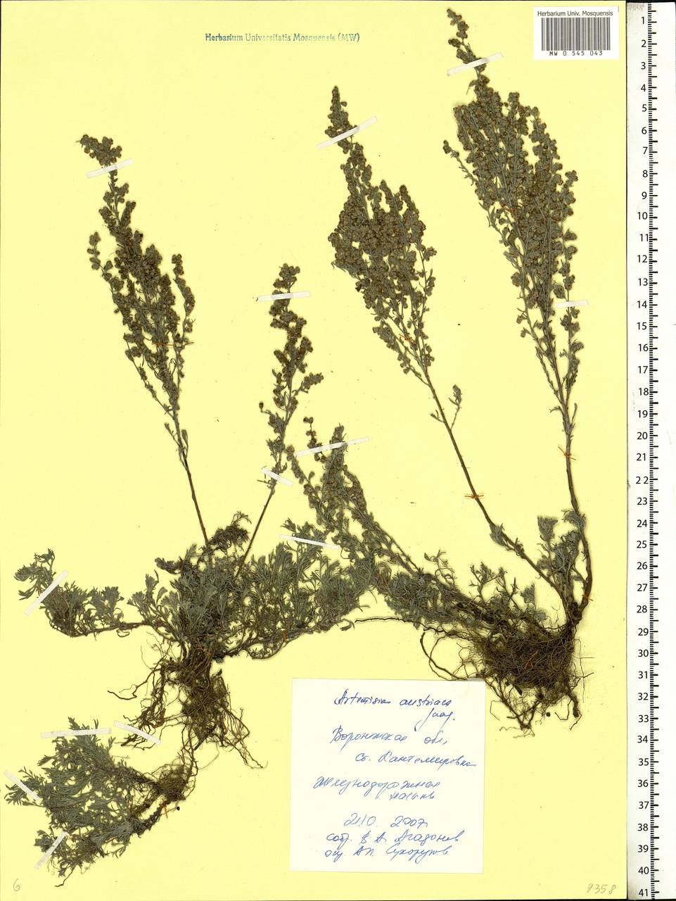 Artemisia austriaca Jacq., Eastern Europe, Central forest-and-steppe region (E6) (Russia)