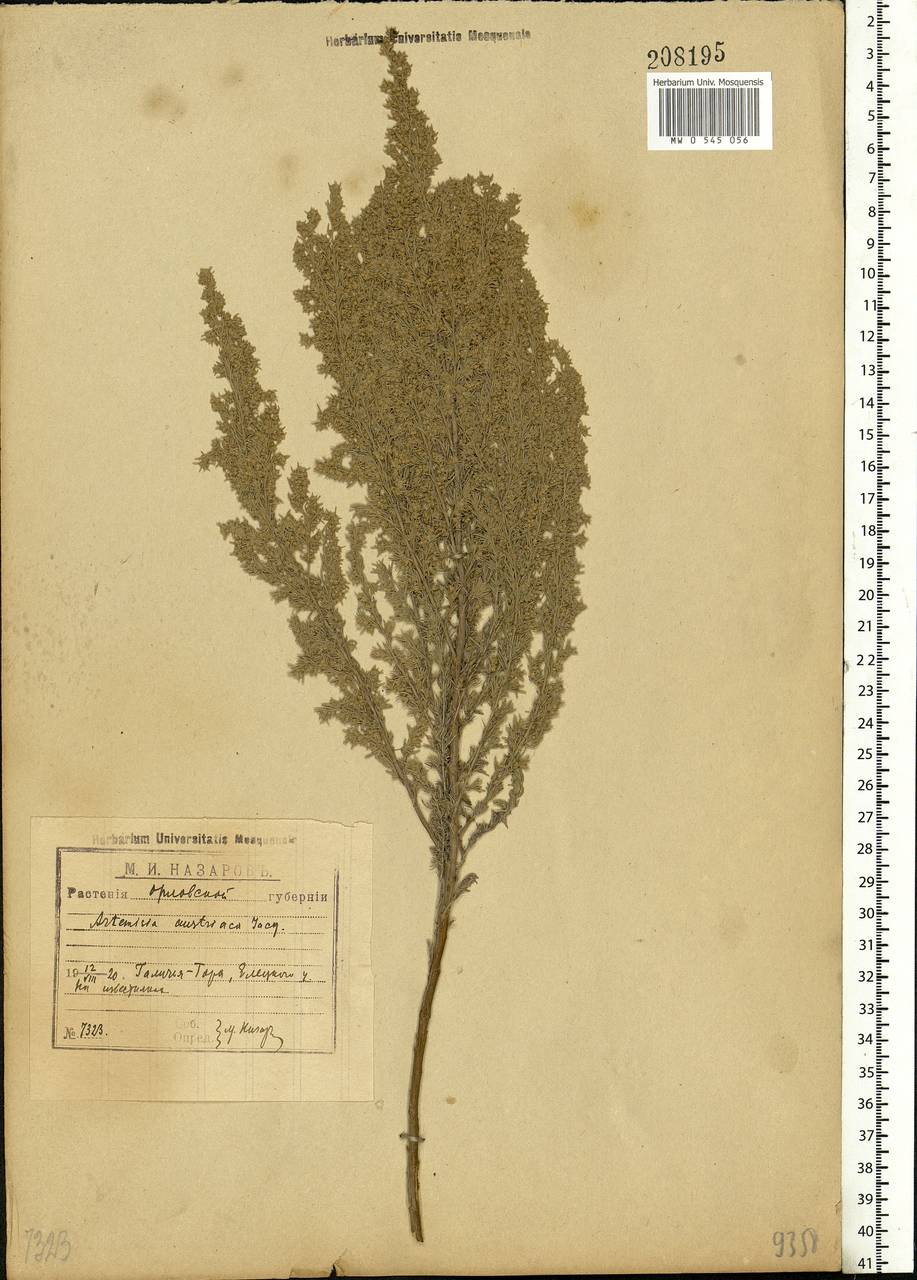 Artemisia austriaca Jacq., Eastern Europe, Central forest-and-steppe region (E6) (Russia)