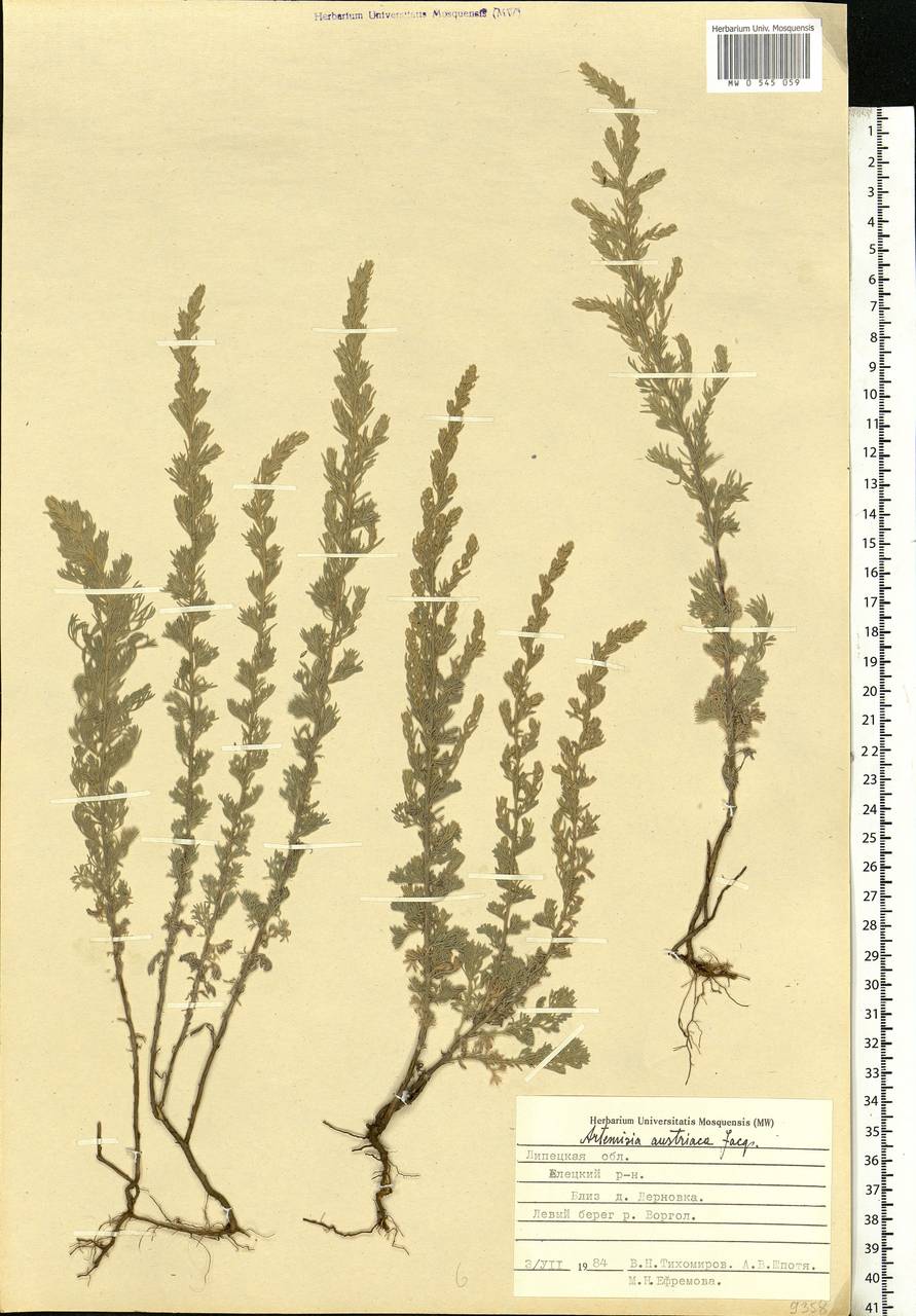 Artemisia austriaca Jacq., Eastern Europe, Central forest-and-steppe region (E6) (Russia)