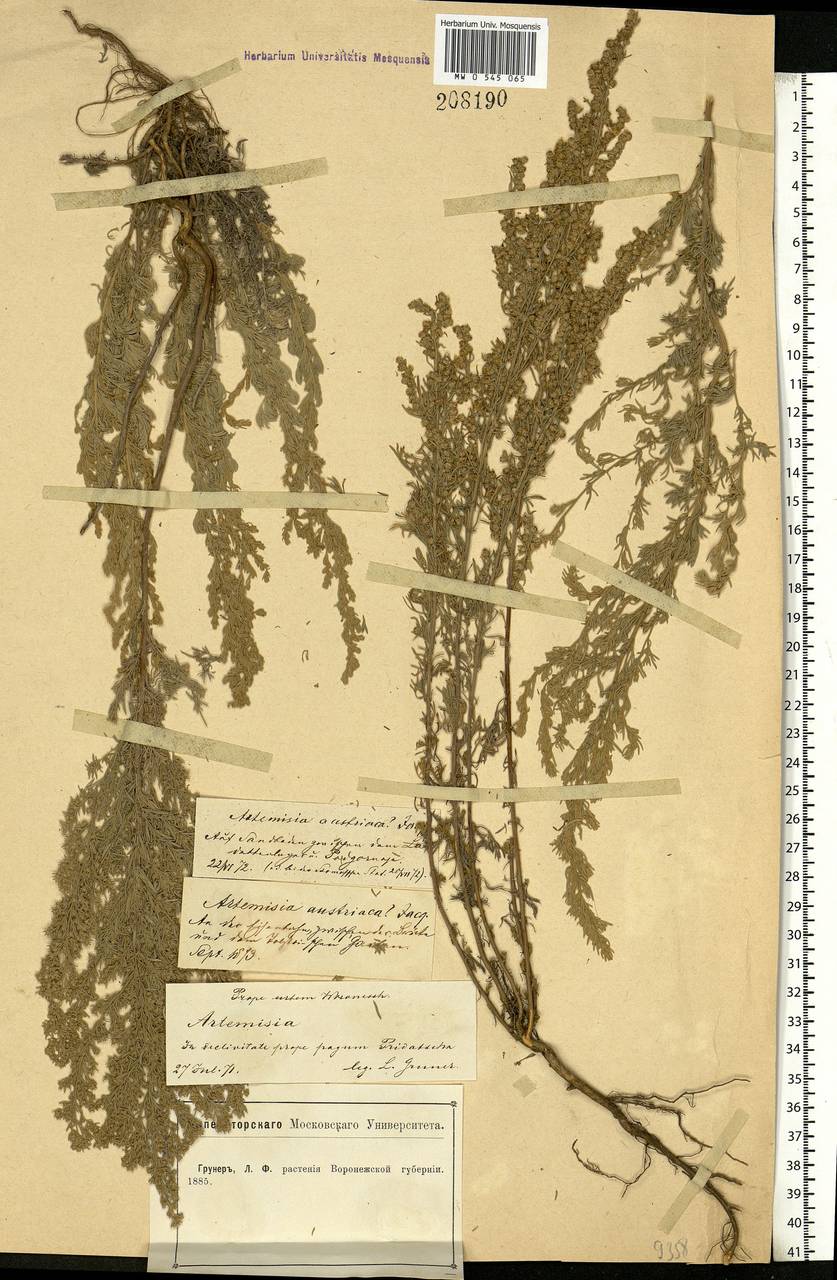 Artemisia austriaca Jacq., Eastern Europe, Central forest-and-steppe region (E6) (Russia)