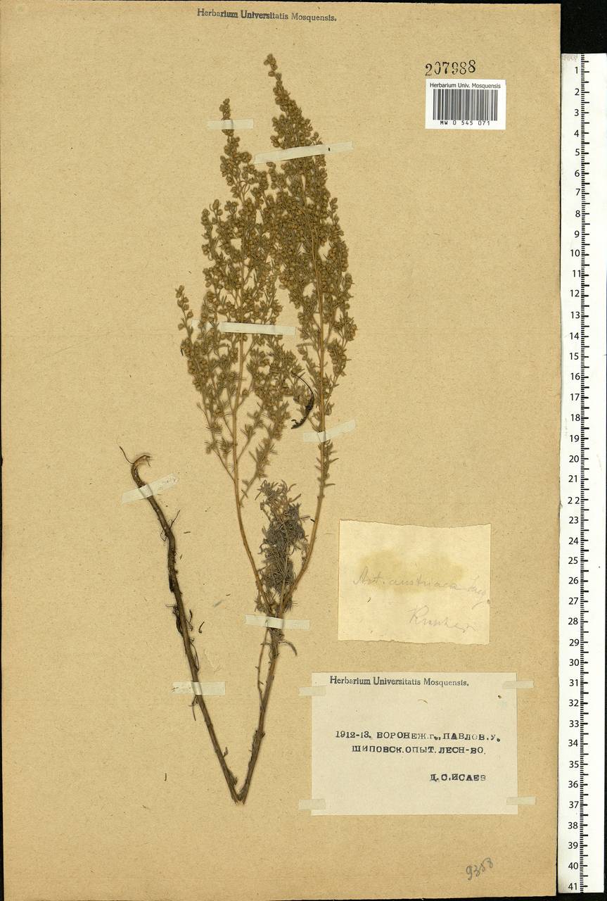 Artemisia austriaca Jacq., Eastern Europe, Central forest-and-steppe region (E6) (Russia)