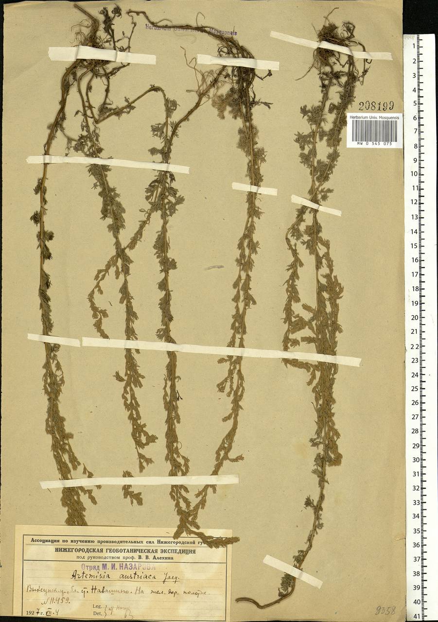 Artemisia austriaca Jacq., Eastern Europe, Volga-Kama region (E7) (Russia)