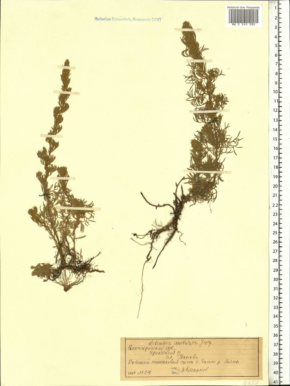 Artemisia austriaca Jacq., Eastern Europe, Volga-Kama region (E7) (Russia)