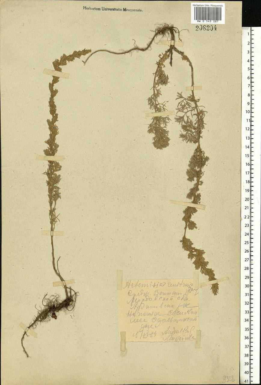 Artemisia austriaca Jacq., Eastern Europe, Middle Volga region (E8) (Russia)