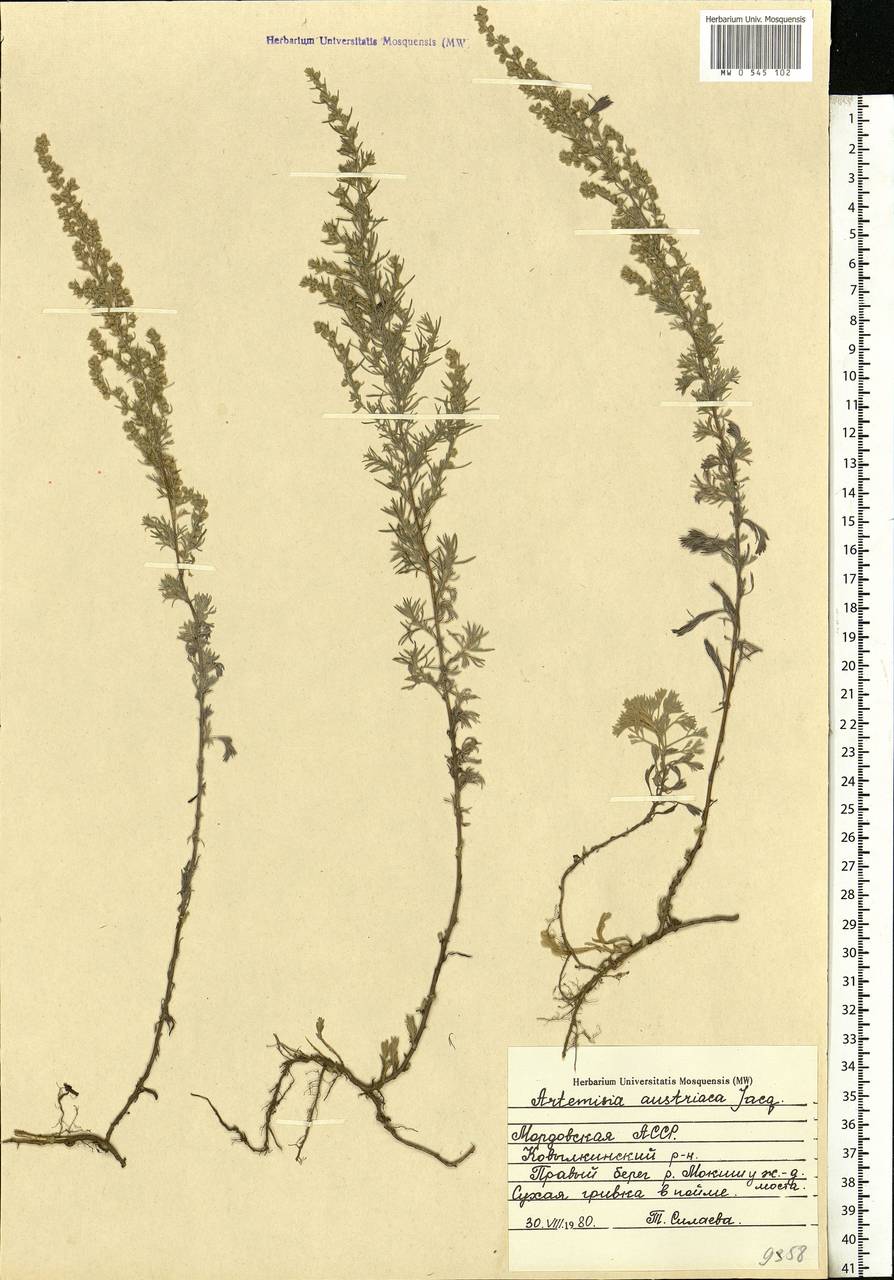 Artemisia austriaca Jacq., Eastern Europe, Middle Volga region (E8) (Russia)