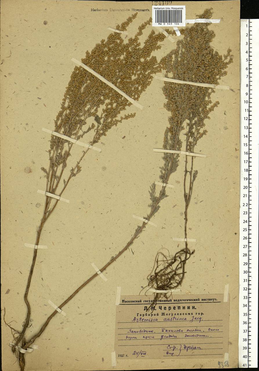 Artemisia austriaca Jacq., Eastern Europe, Middle Volga region (E8) (Russia)