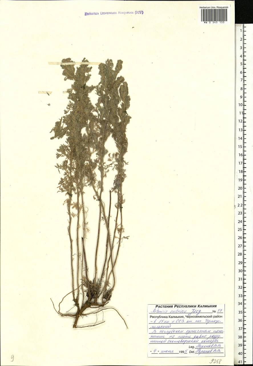 Artemisia austriaca Jacq., Eastern Europe, Lower Volga region (E9) (Russia)