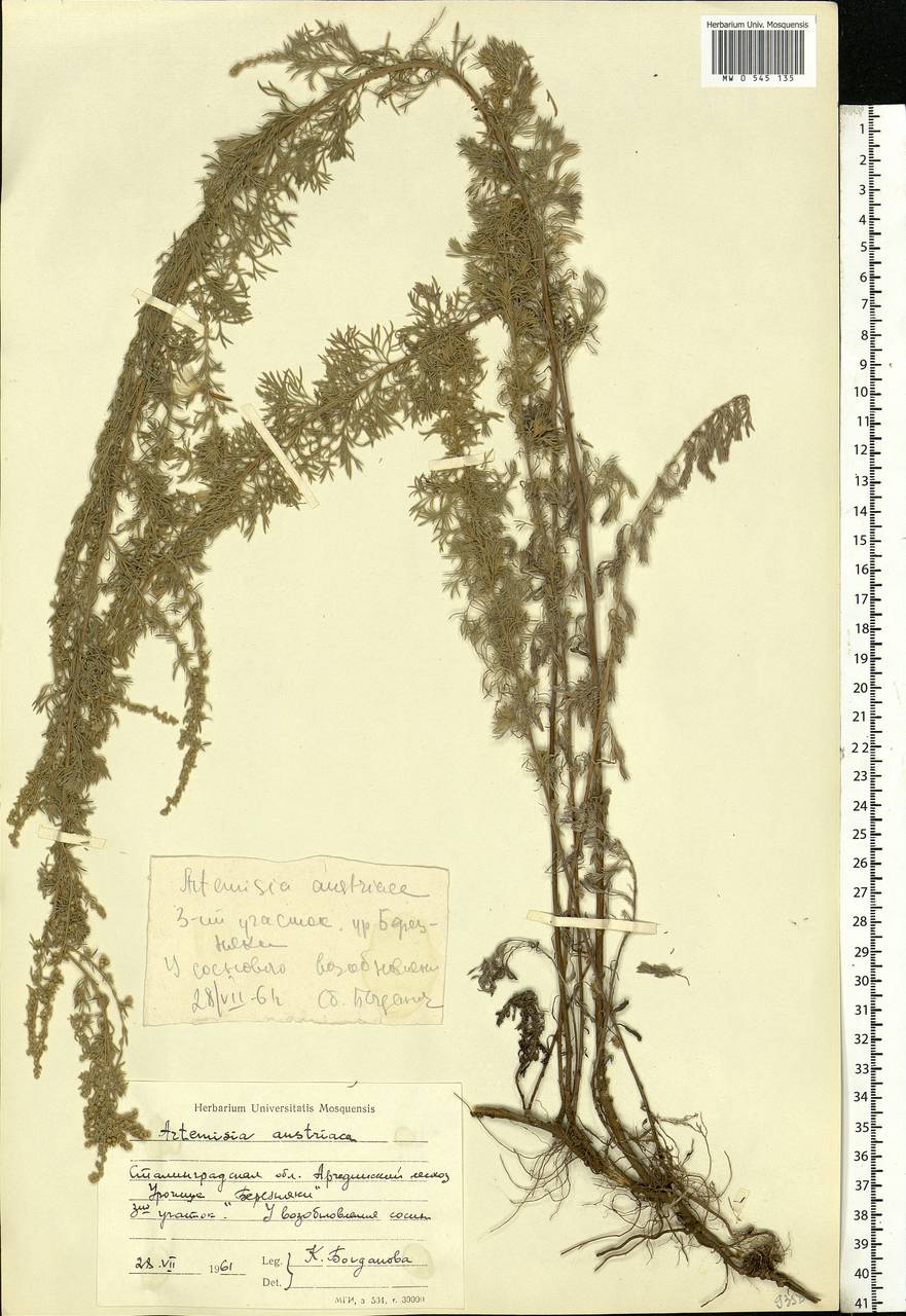 Artemisia austriaca Jacq., Eastern Europe, Lower Volga region (E9) (Russia)