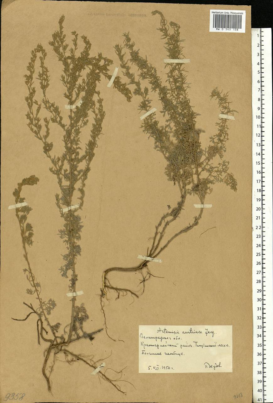 Artemisia austriaca Jacq., Eastern Europe, Lower Volga region (E9) (Russia)