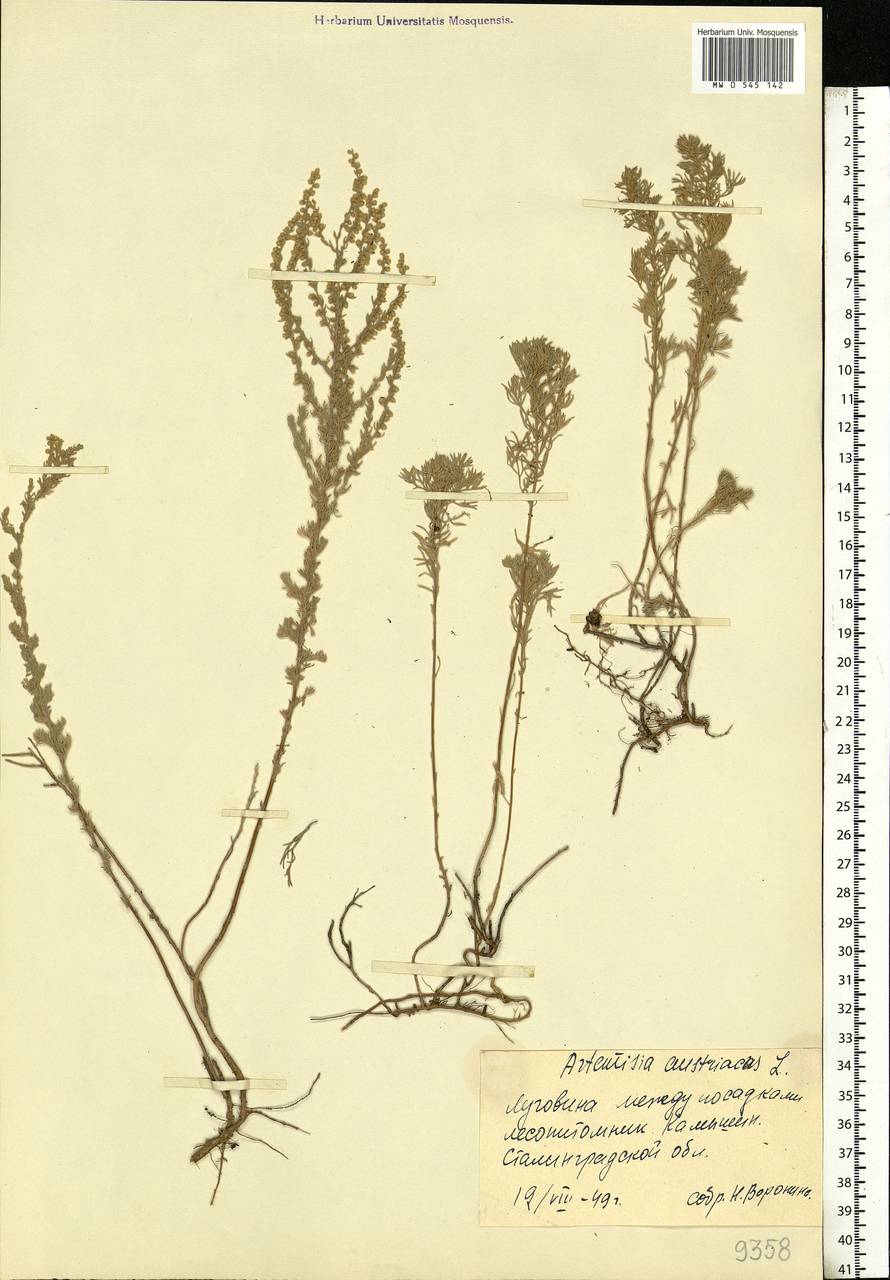 Artemisia austriaca Jacq., Eastern Europe, Lower Volga region (E9) (Russia)