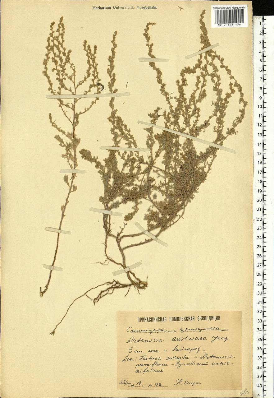 Artemisia austriaca Jacq., Eastern Europe, Lower Volga region (E9) (Russia)