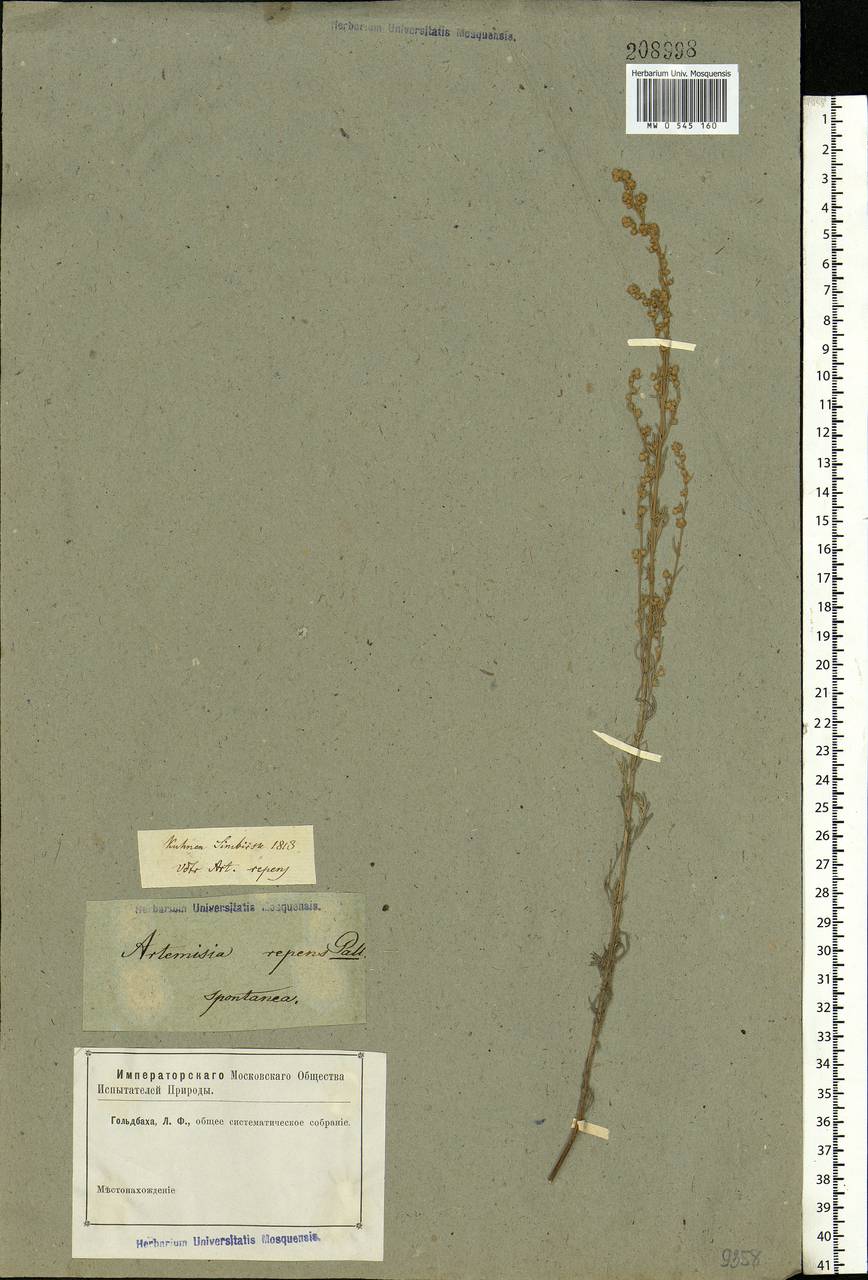 Artemisia austriaca Jacq., Eastern Europe, Lower Volga region (E9) (Russia)