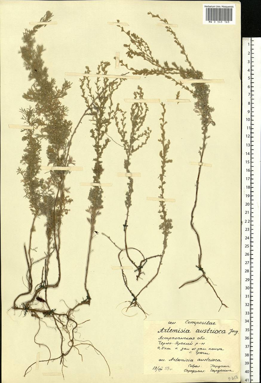 Artemisia austriaca Jacq., Eastern Europe, Lower Volga region (E9) (Russia)