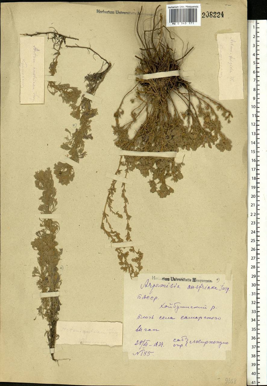 Artemisia austriaca Jacq., Eastern Europe, Eastern region (E10) (Russia)