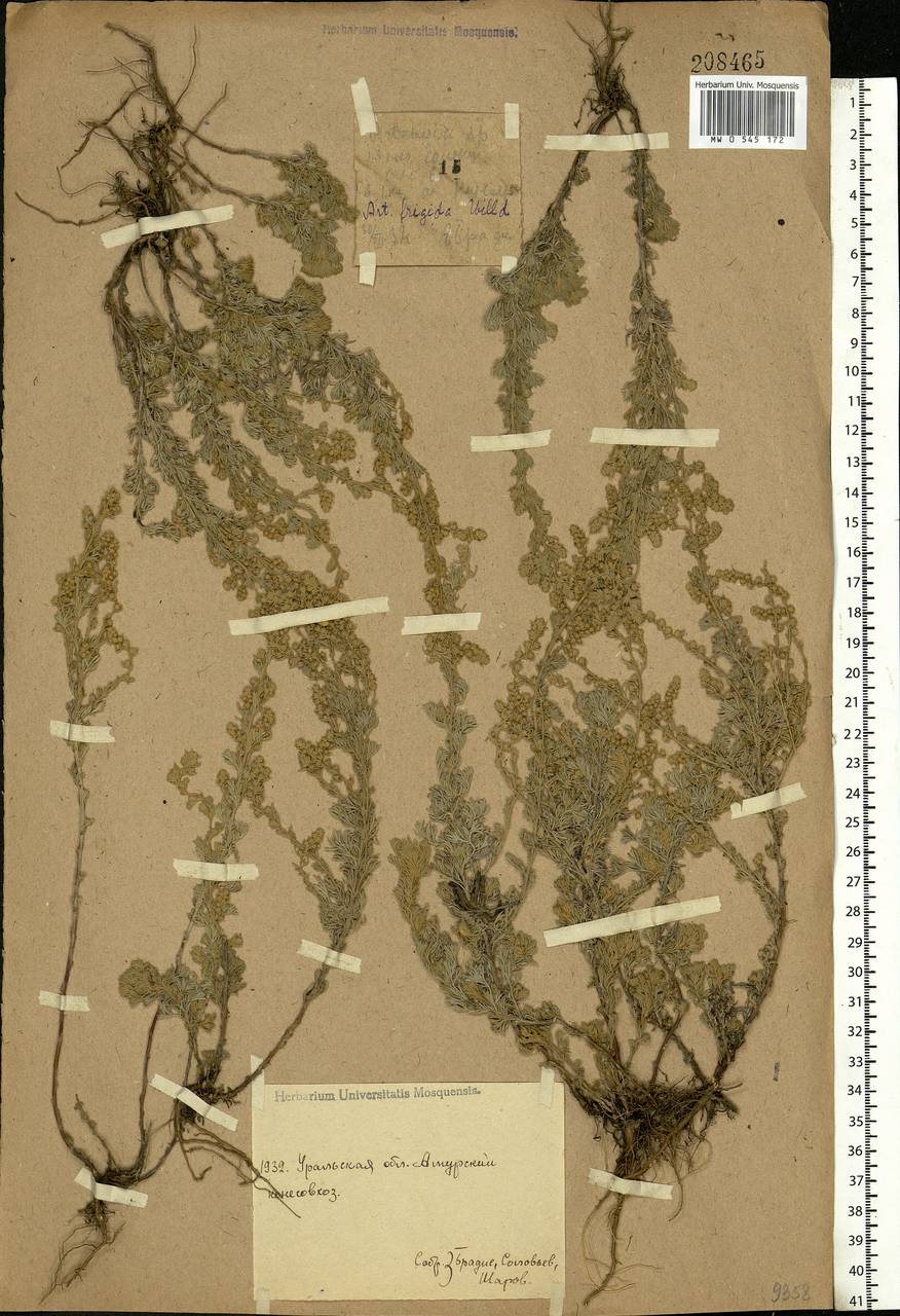 Artemisia austriaca Jacq., Eastern Europe, Eastern region (E10) (Russia)