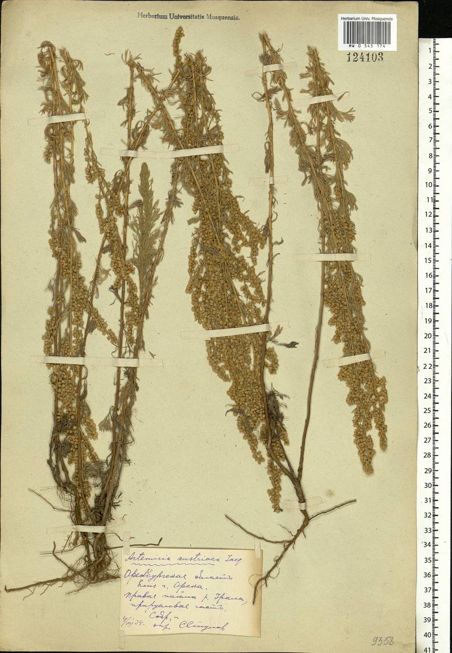 Artemisia austriaca Jacq., Eastern Europe, Eastern region (E10) (Russia)
