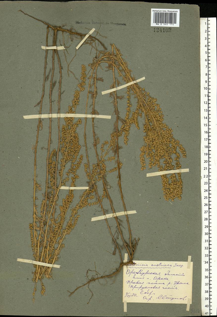 Artemisia austriaca Jacq., Eastern Europe, Eastern region (E10) (Russia)