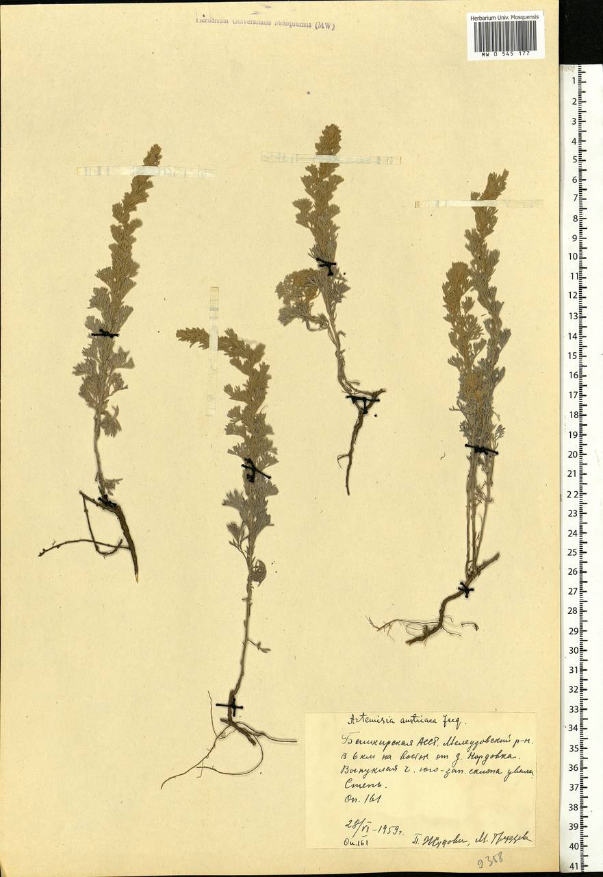 Artemisia austriaca Jacq., Eastern Europe, Eastern region (E10) (Russia)