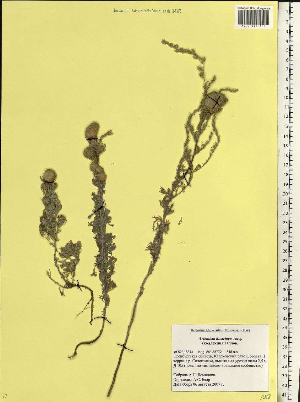 Artemisia austriaca Jacq., Eastern Europe, Eastern region (E10) (Russia)