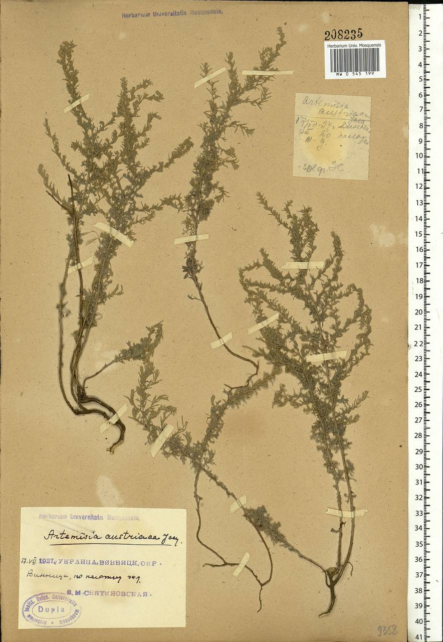 Artemisia austriaca Jacq., Eastern Europe, South Ukrainian region (E12) (Ukraine)