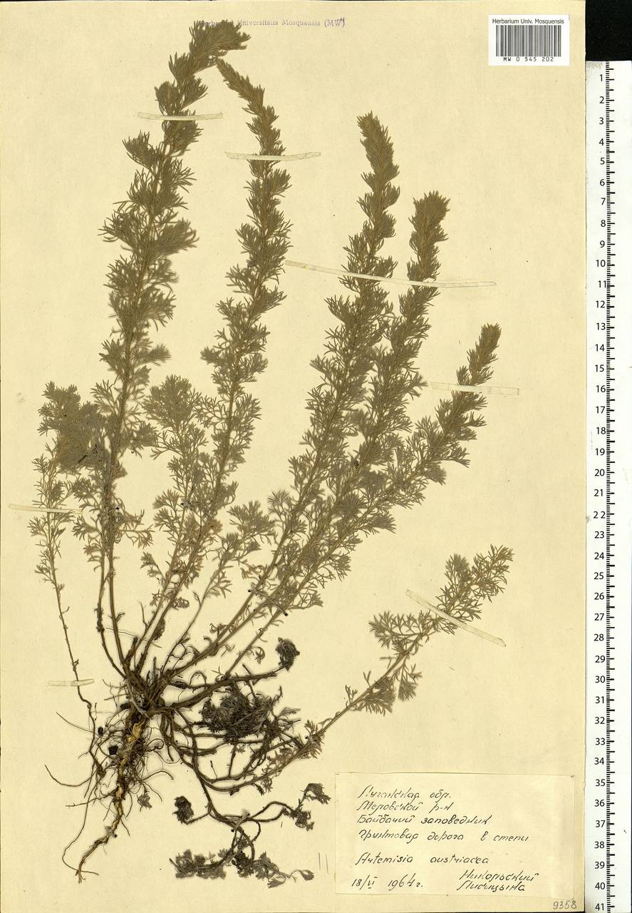 Artemisia austriaca Jacq., Eastern Europe, North Ukrainian region (E11) (Ukraine)