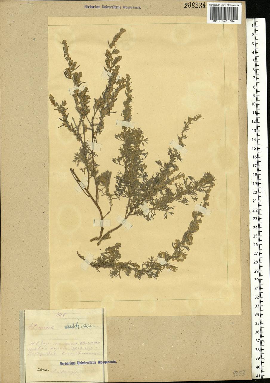 Artemisia austriaca Jacq., Eastern Europe, South Ukrainian region (E12) (Ukraine)