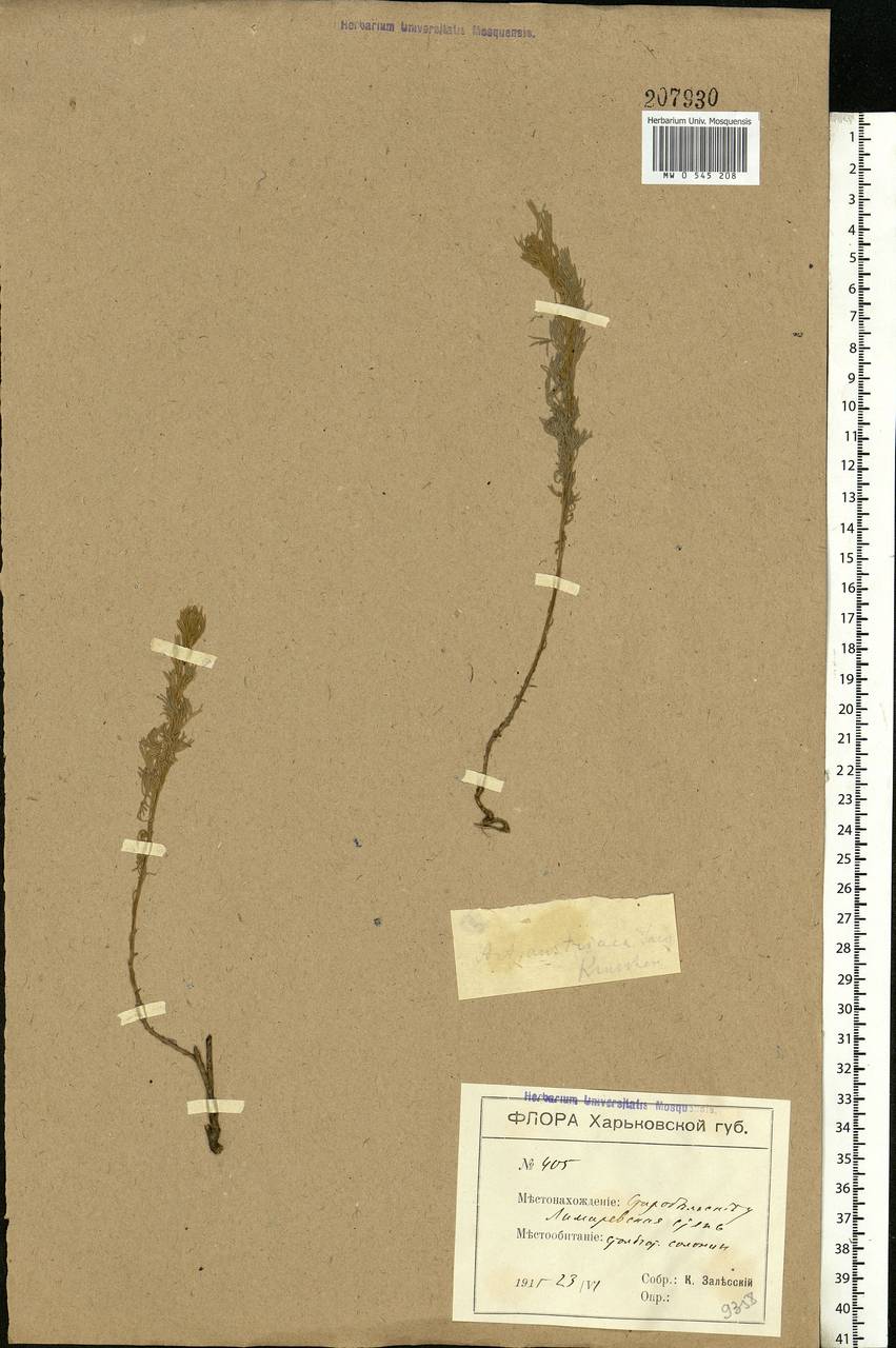 Artemisia austriaca Jacq., Eastern Europe, North Ukrainian region (E11) (Ukraine)