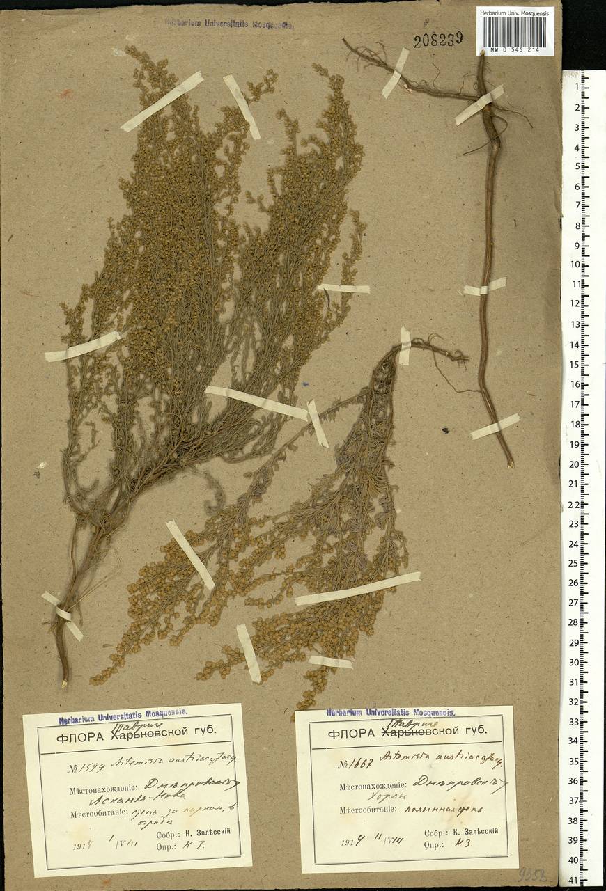 Artemisia austriaca Jacq., Eastern Europe, South Ukrainian region (E12) (Ukraine)