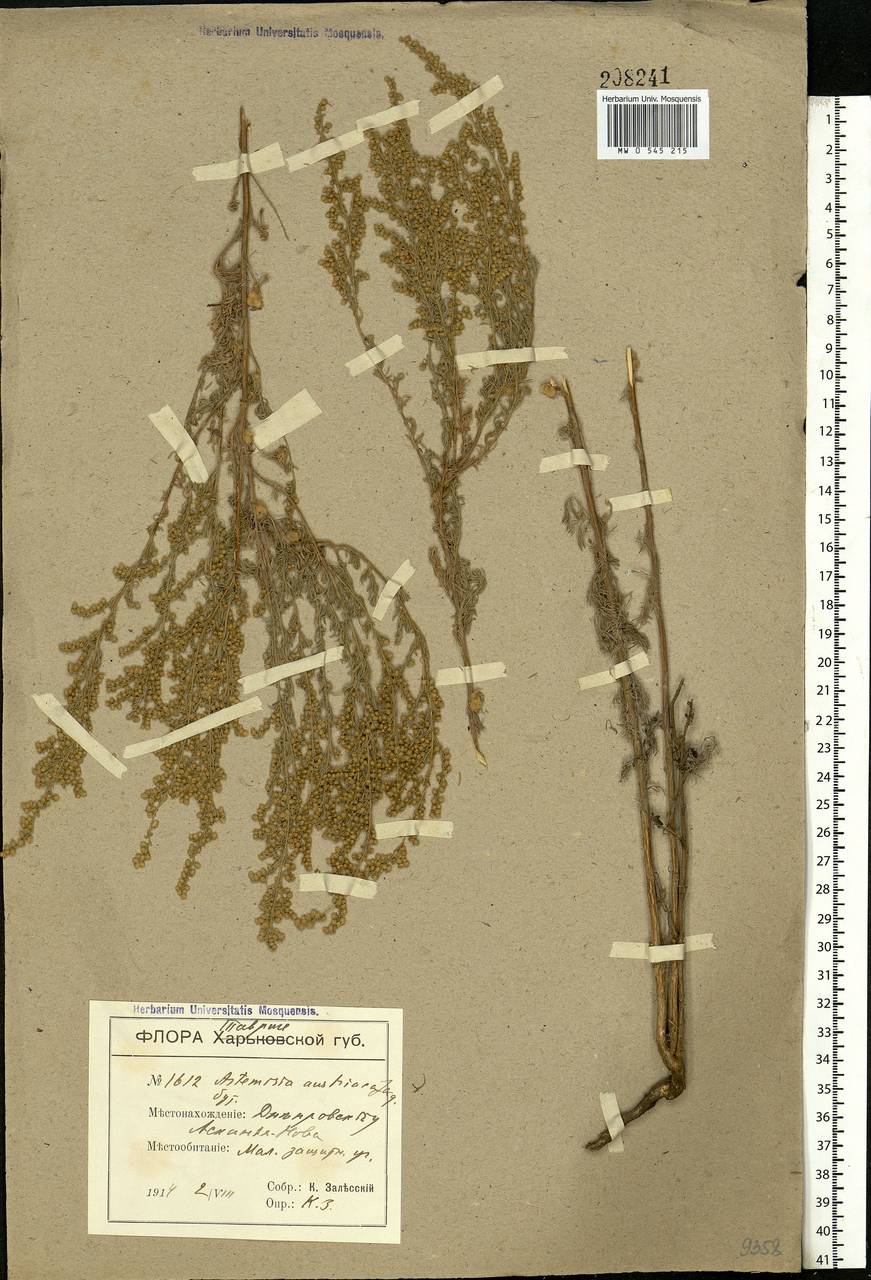 Artemisia austriaca Jacq., Eastern Europe, South Ukrainian region (E12) (Ukraine)