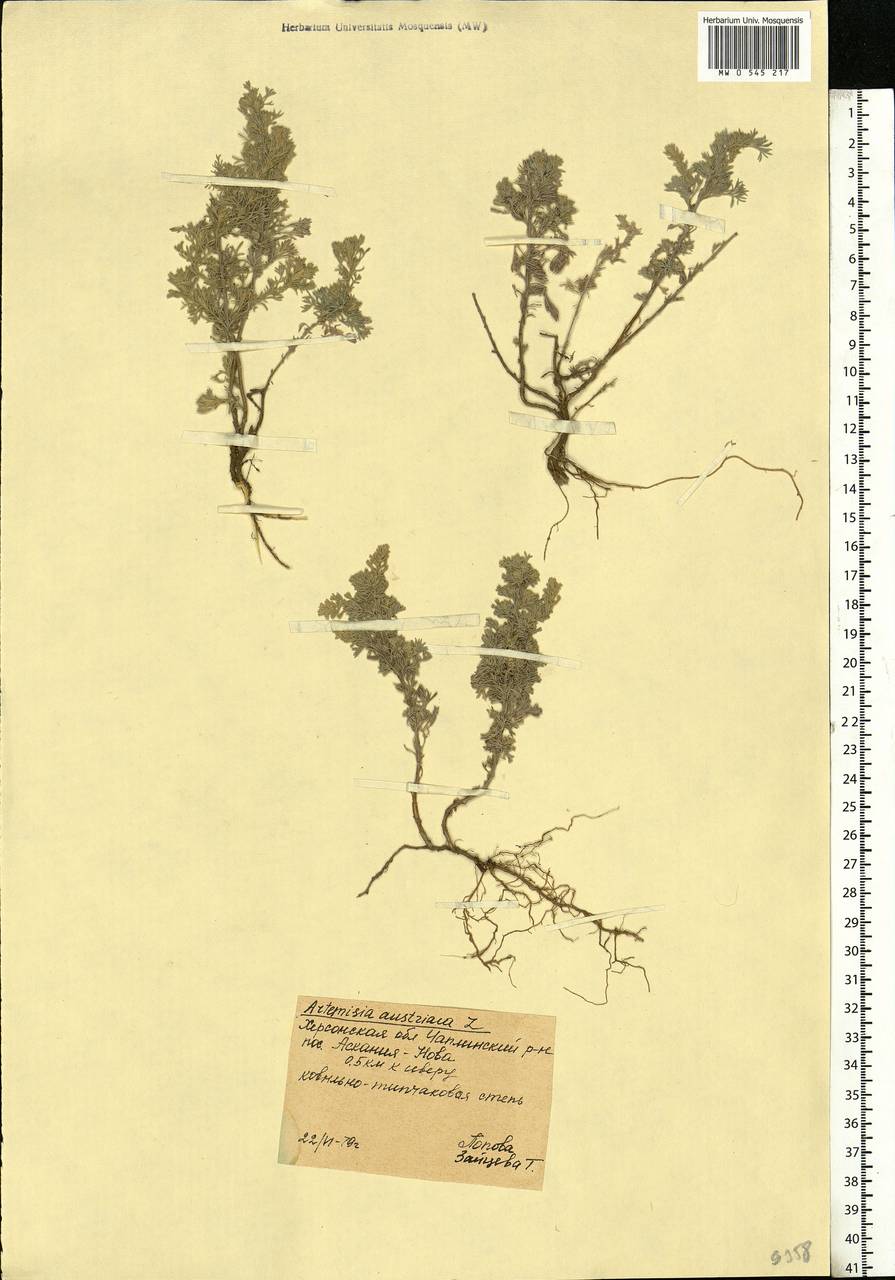 Artemisia austriaca Jacq., Eastern Europe, South Ukrainian region (E12) (Ukraine)