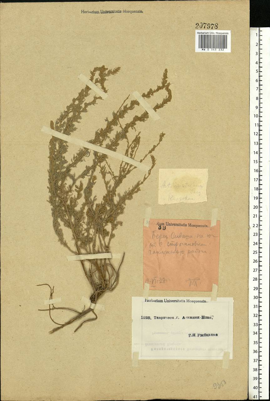 Artemisia austriaca Jacq., Eastern Europe, South Ukrainian region (E12) (Ukraine)