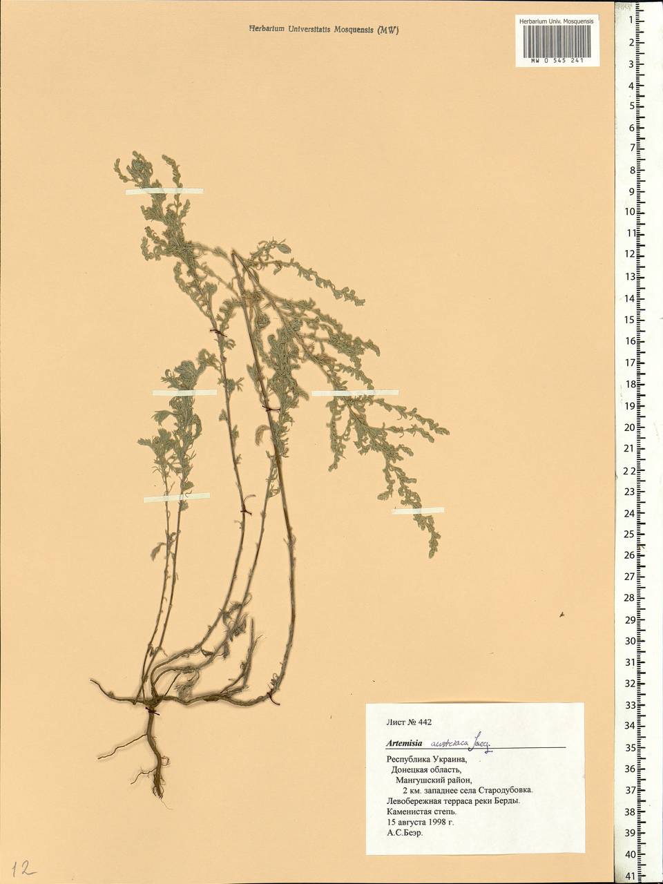 Artemisia austriaca Jacq., Eastern Europe, South Ukrainian region (E12) (Ukraine)