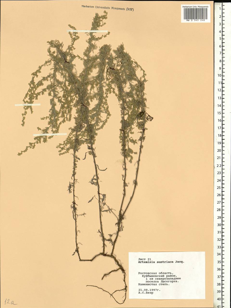 Artemisia austriaca Jacq., Eastern Europe, Rostov Oblast (E12a) (Russia)