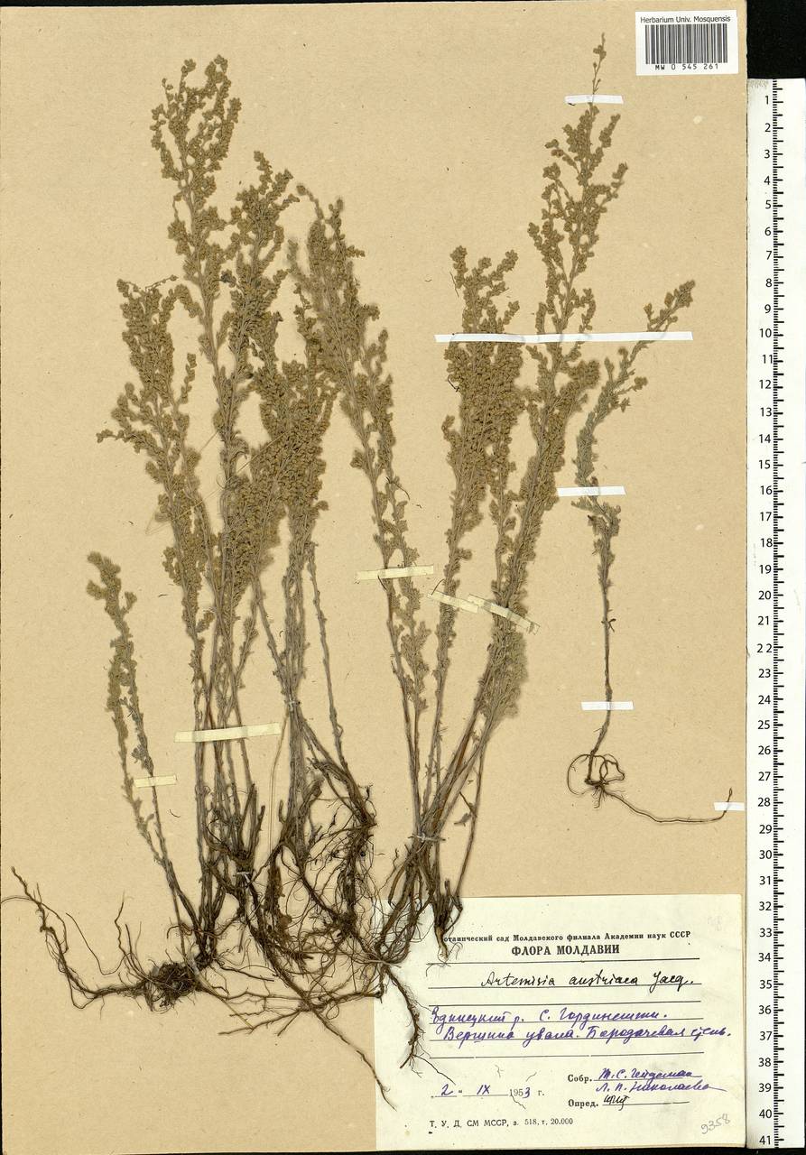 Artemisia austriaca Jacq., Eastern Europe, Moldova (E13a) (Moldova)