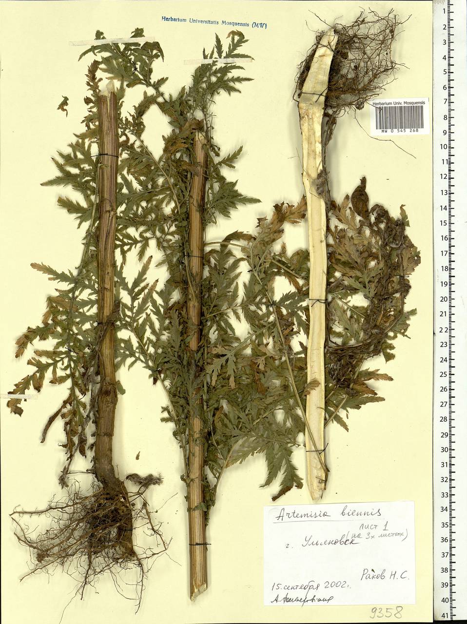 Artemisia tournefortiana Rchb., Eastern Europe, Middle Volga region (E8) (Russia)