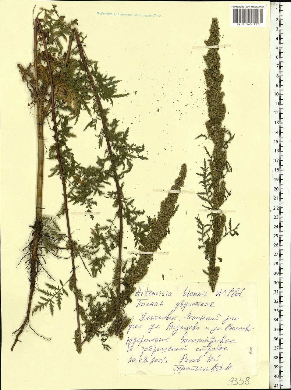 Artemisia tournefortiana Rchb., Eastern Europe, Middle Volga region (E8) (Russia)