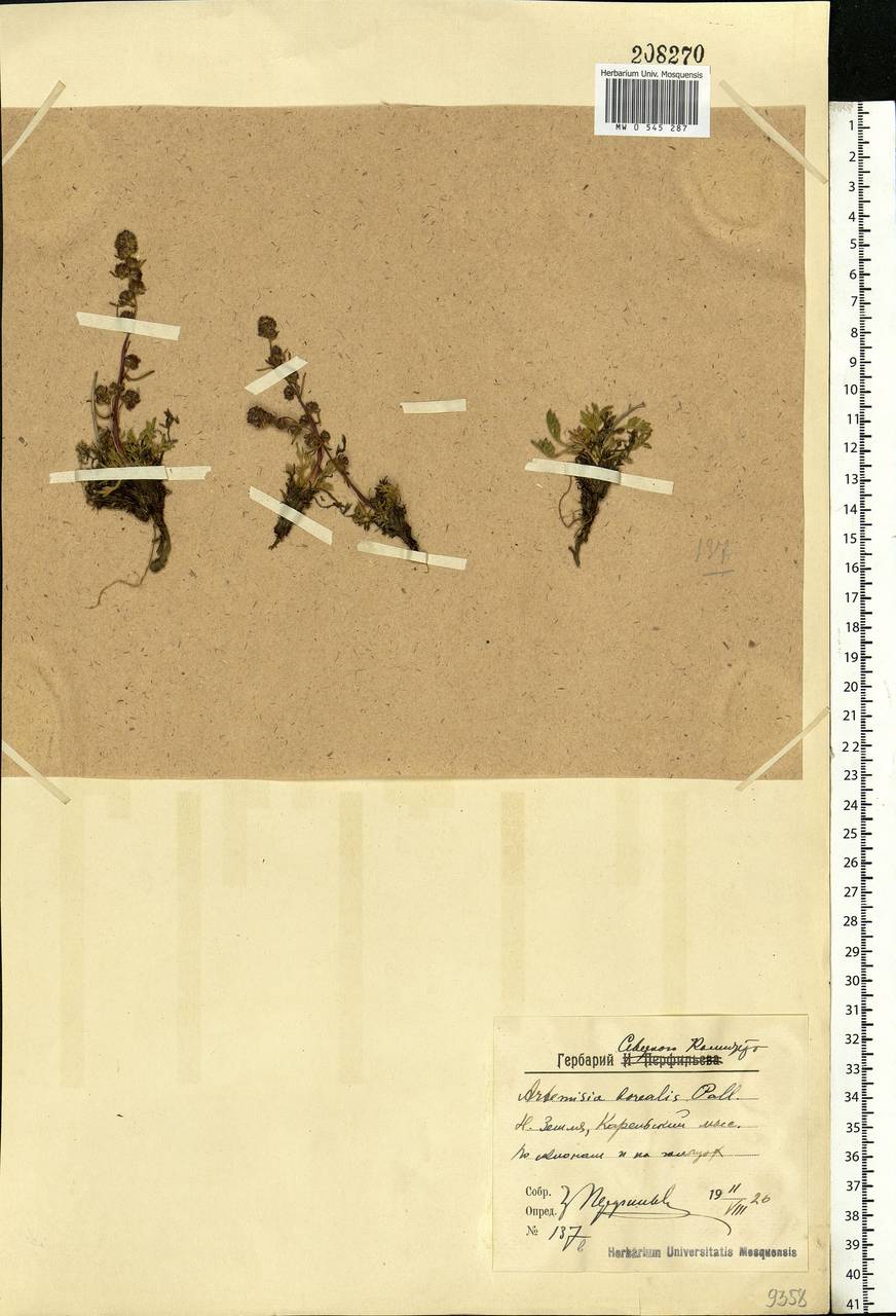 Artemisia borealis Pall., Eastern Europe, Northern region (E1) (Russia)