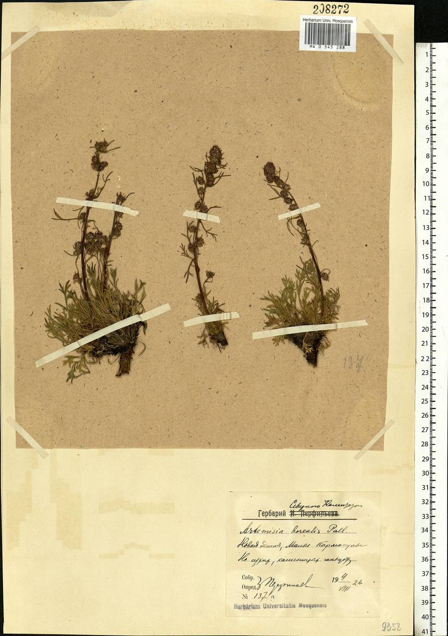 Artemisia borealis Pall., Eastern Europe, Northern region (E1) (Russia)