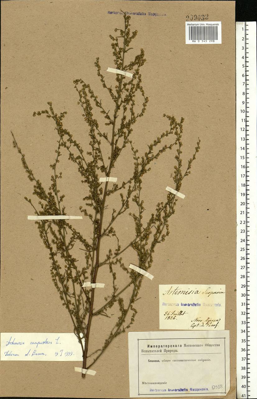 Artemisia campestris, Eastern Europe, North-Western region (E2) (Russia)