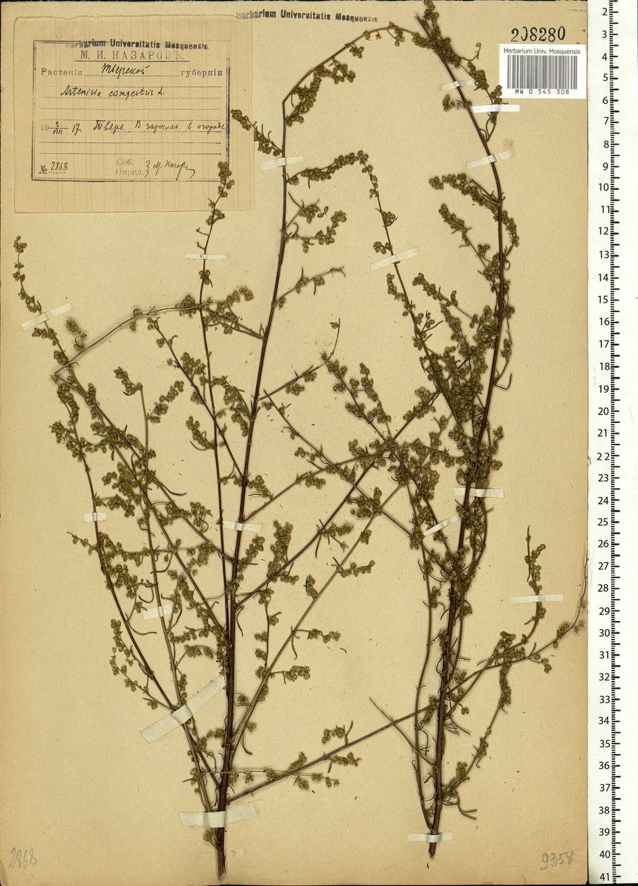 Artemisia campestris L., Eastern Europe, North-Western region (E2) (Russia)