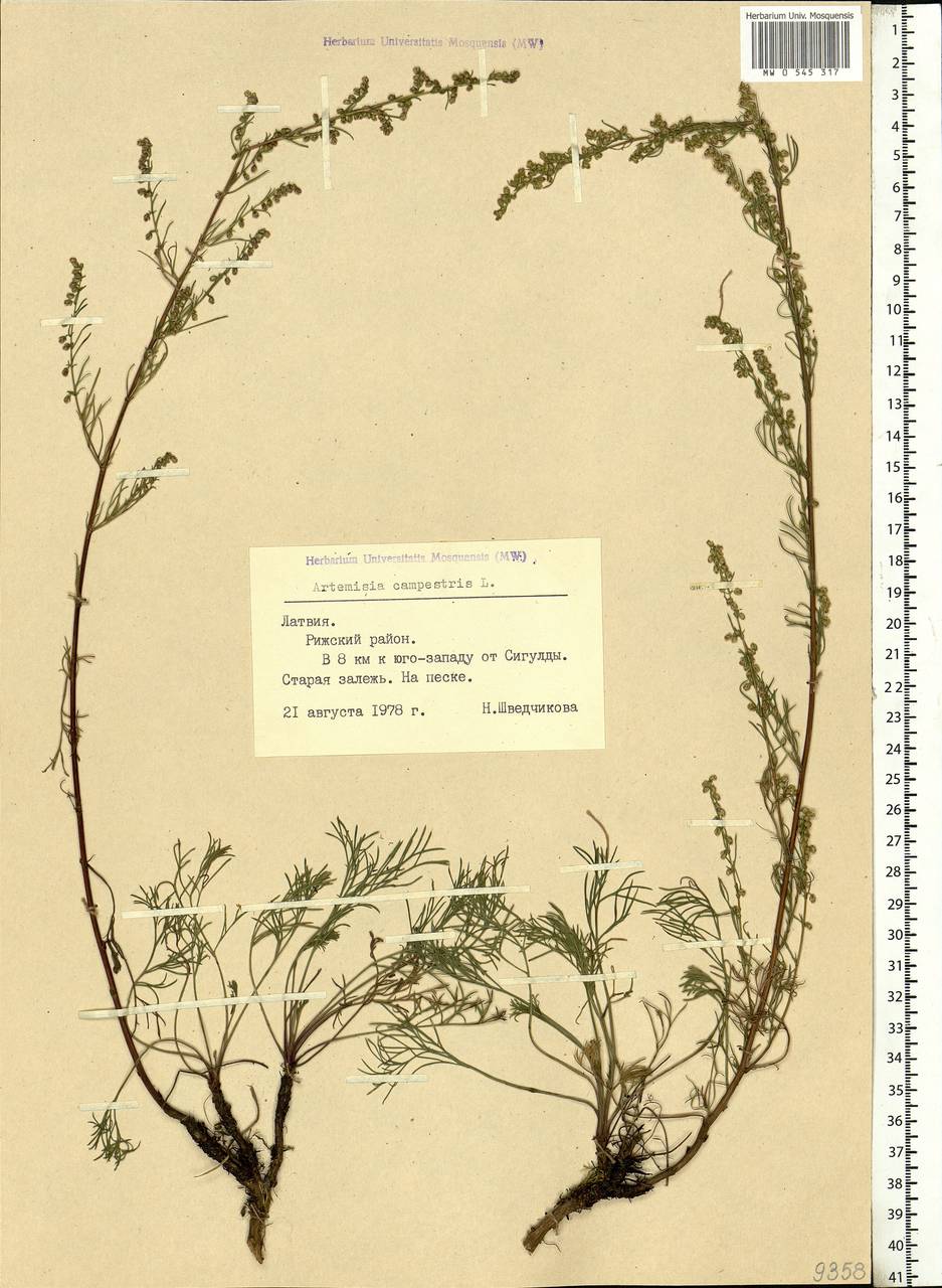 Artemisia campestris L., Eastern Europe, Latvia (E2b) (Latvia)