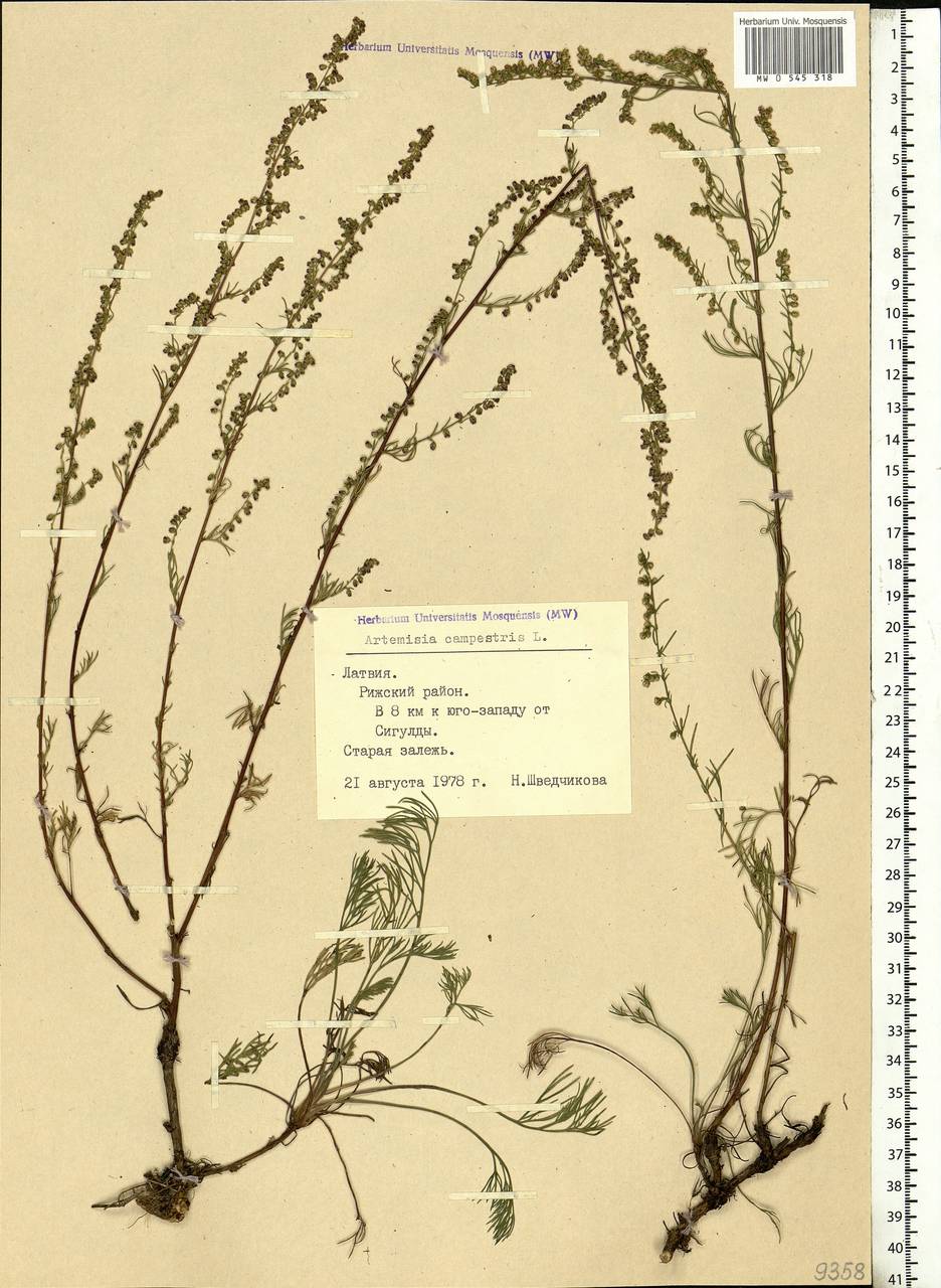 Artemisia campestris, Eastern Europe, Latvia (E2b) (Latvia)