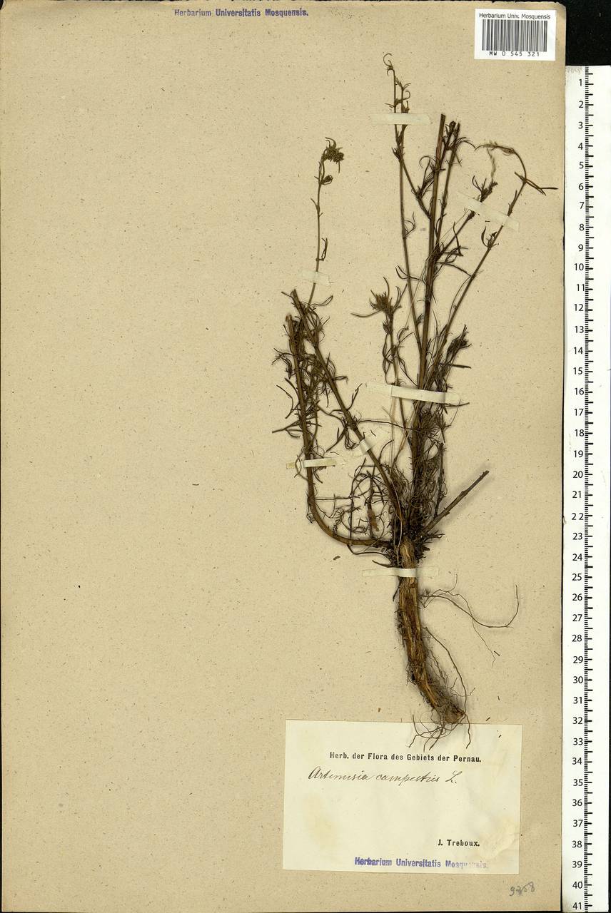 Artemisia campestris L., Eastern Europe, Estonia (E2c) (Estonia)