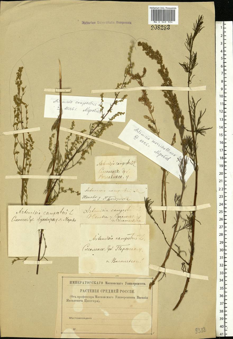 Artemisia campestris, Eastern Europe, Western region (E3) (Russia)