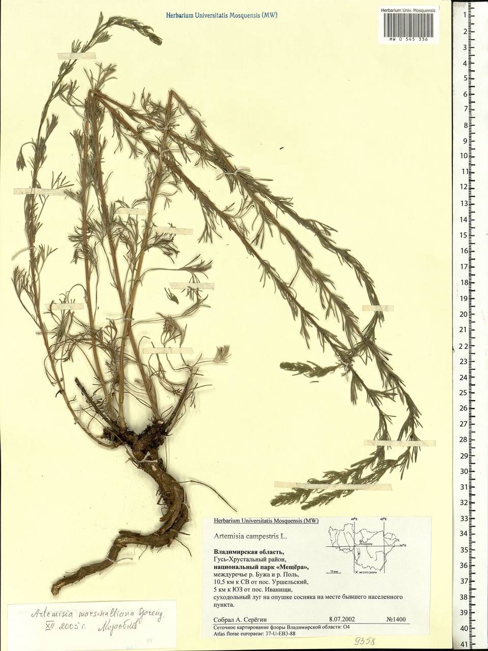 Artemisia marschalliana Spreng., Eastern Europe, Central region (E4) (Russia)