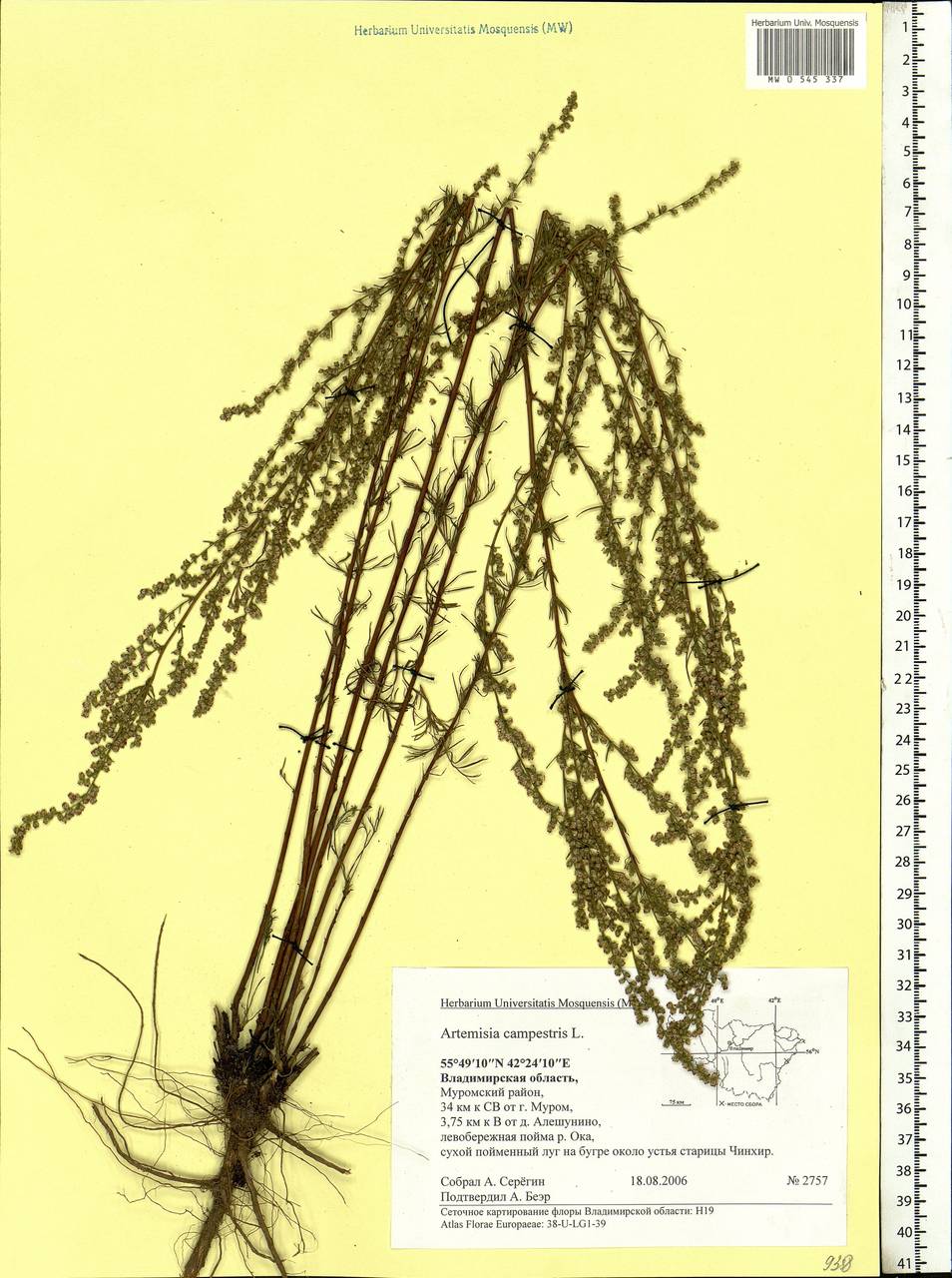 Artemisia campestris L., Eastern Europe, Central region (E4) (Russia)