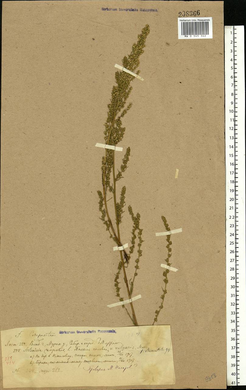 Artemisia campestris, Eastern Europe, Central region (E4) (Russia)