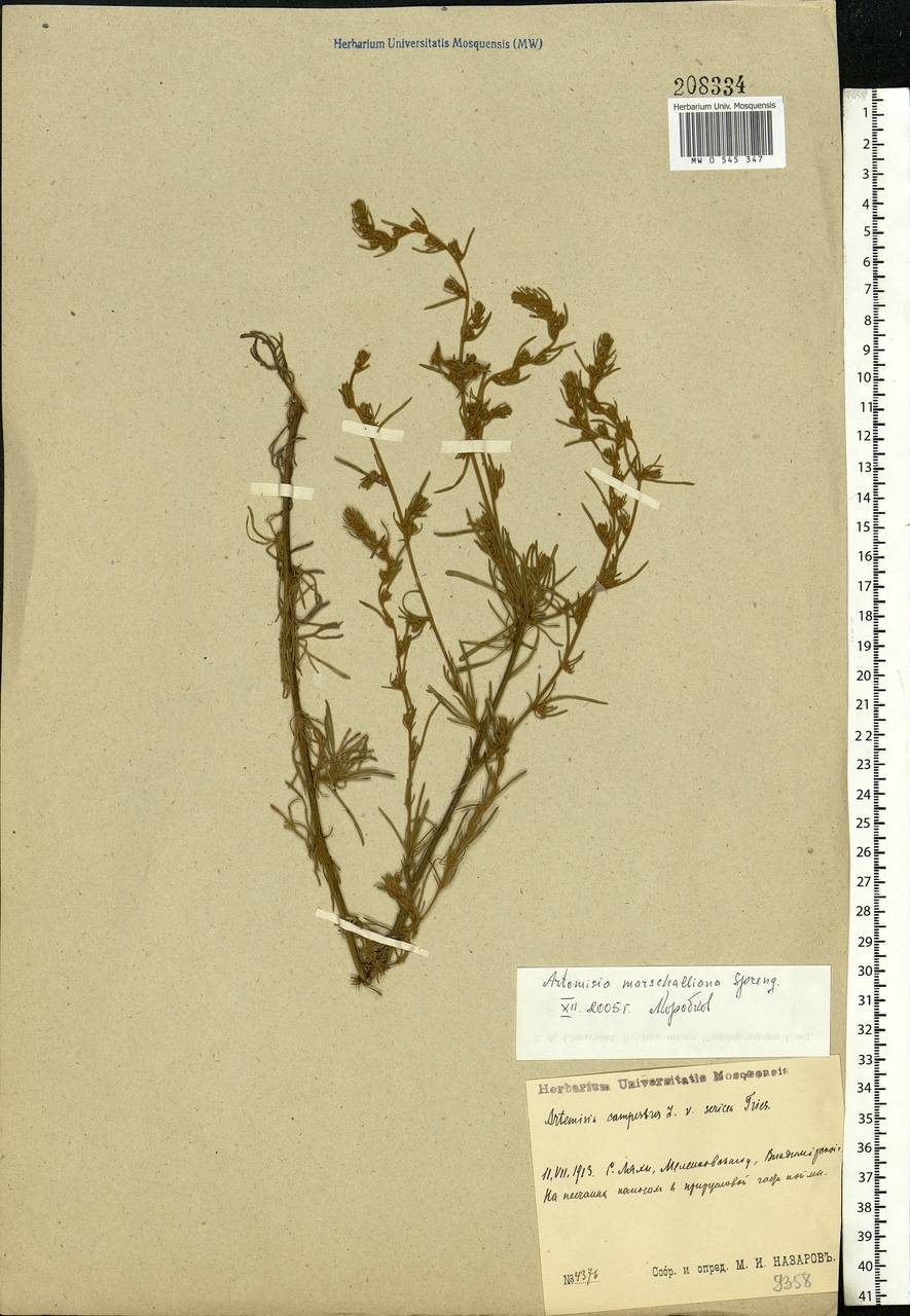 Artemisia marschalliana Spreng., Eastern Europe, Central region (E4) (Russia)