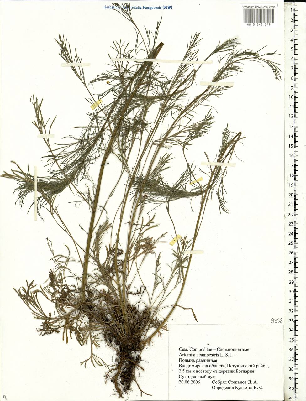 Artemisia campestris, Eastern Europe, Central region (E4) (Russia)