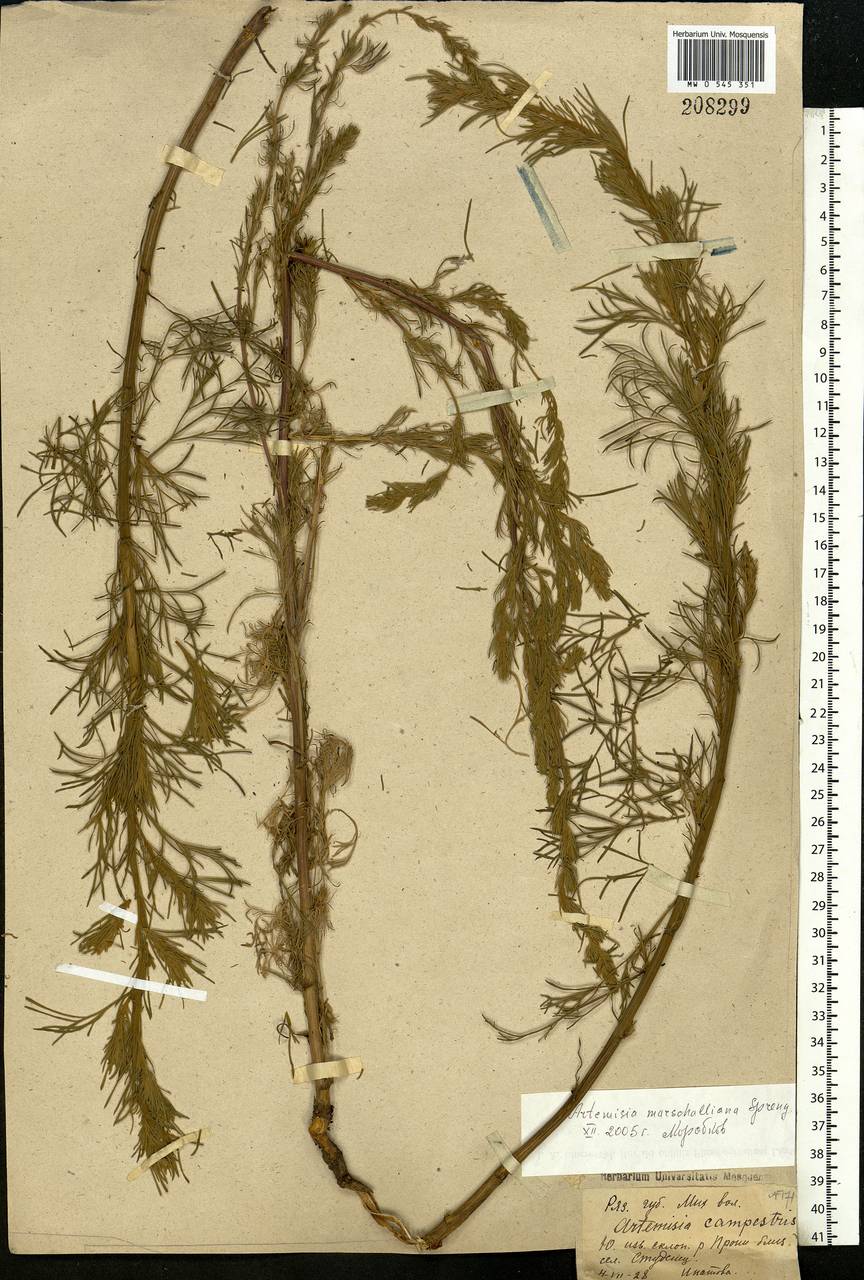 Artemisia marschalliana Spreng., Eastern Europe, Central region (E4) (Russia)